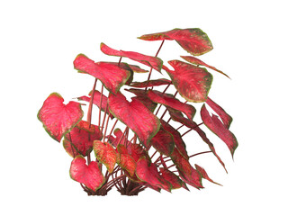 Caladium red flash Plant isolated on transparent background. Caladium red flash leaves transparent background. PNG caladium plant isolated on white background. transparent caladium House Plant PNG. 
