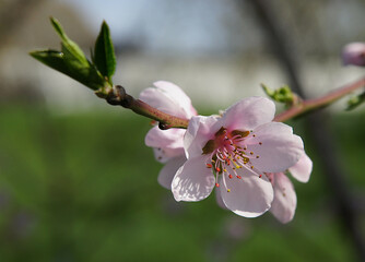 Peach Prunus persica flowers