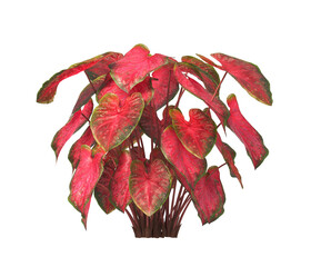 Caladium red flash Plant isolated on transparent background. Caladium red flash leaves transparent background. PNG caladium plant isolated on white background. transparent caladium House Plant PNG. 