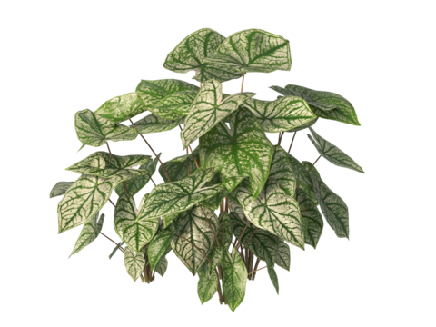 caladium bicolor Plant PNG isolated on transparent background. caladium bicolor leaves isolated on transparent background. PNG caladium plant isolated on white background. caladium Bulbs plant Cutout.