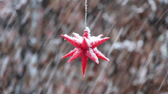 Weihnachtsstern wird gerade beschneit
