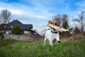 dog running with a stick © jarizPJ
