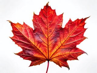 Isolated Red Maple Leaf on Transparent Background - Long Exposure Photography