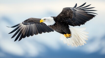 Obraz premium A bald eagle flying through the air with its wings spread
