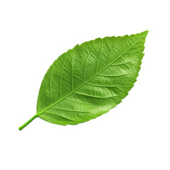 Obraz premium Green leaf isolated on white background