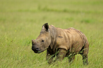 A rhino calf walking through geen, spring,  grass, Rietvlei Nature Reserve, South Africa