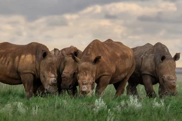 Gardinen Nashorn A tightly packed group of rhino, Rietvlei Nature reserve, South Africa  © Andrew