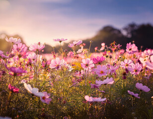 Obraz premium Beautiful cosmos flowers in garden.