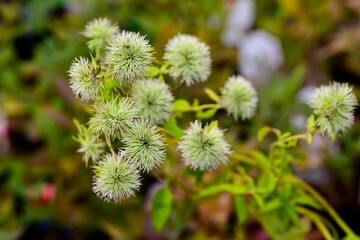 Close-up of spiky green flowers