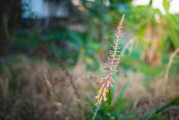 Aloe vera flowers in nature have long flower stalks.