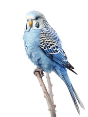 Watercolor illustration of budgies on a tree bench, isolated on a transparent background, blue and green parrot, budgerigar, parakeet, bird, transparent background PNG