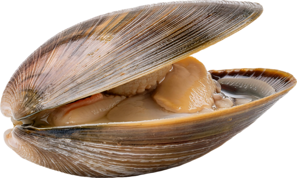 fresh raw clam shell with meat inside on isolated background seafood closeup detail
