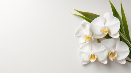 Obraz premium A bunch of white orchids with green leaves on a white background