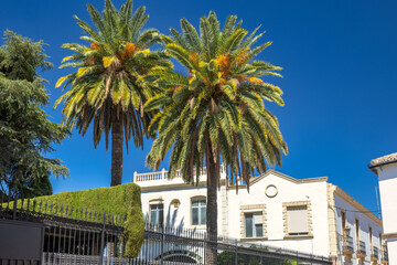 Fototapeta premium Ronda town in Spain. Two majestic palm trees stand tall in front of a white building under a vibrant blue sky. A lush green hedge and wrought-iron fence add to the scene's beauty.