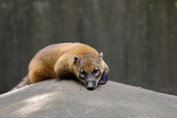 うつ伏せのカメラ目線のアカハナグマ