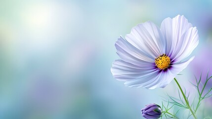 Obraz premium A white flower with a yellow center on a blue background