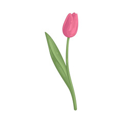 Illustration of Tulip