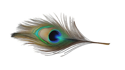 Obraz premium A single peacock feather showcasing vibrant colors, perfect for artistic projects, nature-related content, and design aesthetics that require a touch of elegance and beauty..