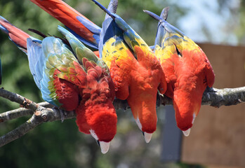 Colorful Red Macaws on a Branch Reaching Down