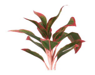 aglaonema crete plant isolated on transparent background. PNG aglaonema crete leaves transparent background. aglaonema plant isolated on white background. aglaonema Ornamental Plant PNG.