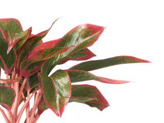 aglaonema crete plant isolated on transparent background. PNG aglaonema crete leaves transparent background. aglaonema plant isolated on white background. aglaonema Ornamental Plant PNG.