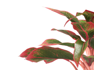 aglaonema crete plant isolated on transparent background. PNG aglaonema crete leaves transparent background. aglaonema plant isolated on white background. aglaonema Ornamental Plant PNG.
