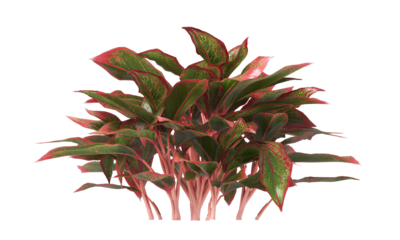 aglaonema crete plant isolated on transparent background. PNG aglaonema crete leaves transparent background. aglaonema plant isolated on white background. aglaonema Ornamental Plant PNG.