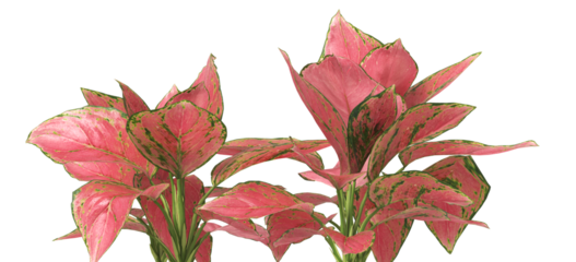 aglaonema red plant PNG isolated on transparent background. aglaonema red leaves PNG isolated transparent background. aglaonema plant isolated on white background. aglaonema PNG House Plant Cut out.
