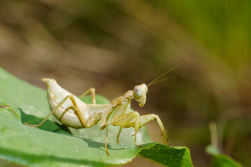 European dwarf mantis (Ameles spallanzania) on a leaf, Portugal