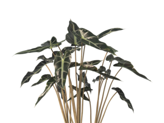 Alocasia Polly or Alocasia Amazonica Sanderiana plant PNG isolated on transparent background. Alocasia amazonica leaves isolated transparent background. Alocasia amazonica PNG. elephant ear plant PNG.