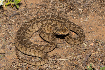 A defensive rhombic egg eater (Dasypeltis scabra), also known as a common egg eater, or egg-eating snake, in the wild