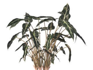 Alocasia Polly or Alocasia Amazonica Sanderiana plant PNG isolated on transparent background. Alocasia amazonica leaves isolated transparent background. Alocasia amazonica PNG. elephant ear plant PNG.