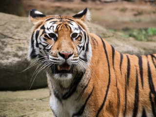 Close up shot of Indochinese Tiger or Panthera tigris corbetti. Coat is yellow to light orange with stripes ranging from dark brown to black