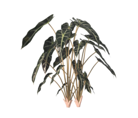 Alocasia Polly or Alocasia Amazonica Sanderiana plant PNG isolated on transparent background. Alocasia amazonica leaves isolated transparent background. Alocasia amazonica PNG. elephant ear plant PNG.