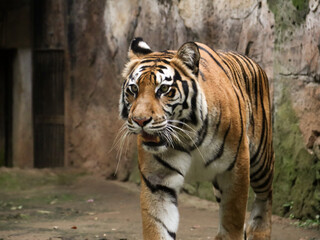 Close up shot of Indochinese Tiger or Panthera tigris corbetti. Coat is yellow to light orange with stripes ranging from dark brown to black