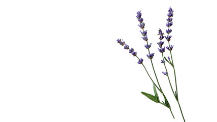Naklejka premium A Single Sprig of Lavender with Purple Buds Perfect for Aromatherapy and Home Decor Enhancements.