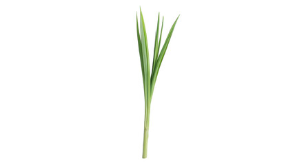 Obraz premium Realistic green grass leaf sprout PNG, isolated botanical plant blade, natural foliage cutout for design and eco themes