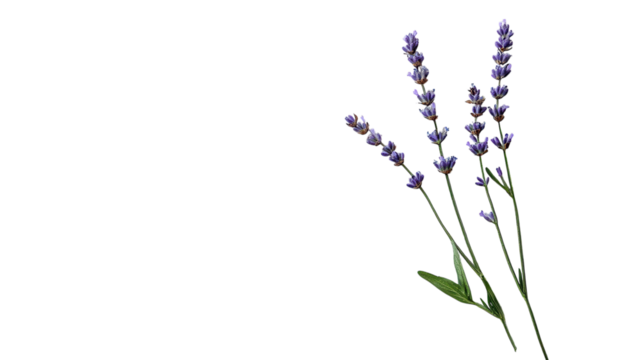 A Single Sprig of Lavender with Purple Buds Perfect for Aromatherapy and Home Decor Enhancements.
