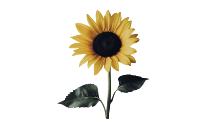 A single sunflower with a dark center showcases the beauty of nature and highlights the contrast between light and dark, ideal for use in nature blogs, gardening websites, or floral design projects..