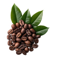 Unique Kopi Luwak coffee beans from Indonesia presented with leaves on a clean white background