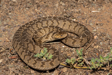 A defensive rhombic egg eater (Dasypeltis scabra), also known as a common egg eater, or egg-eating snake, in the wild