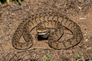 A defensive rhombic egg eater (Dasypeltis scabra), also known as a common egg eater, or egg-eating snake, in the wild