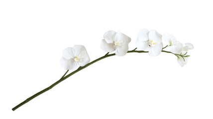 Obraz na płótnie Canvas Elegant white orchid flower branch, isolated botanical bloom on transparent background, floral decor design element PNG