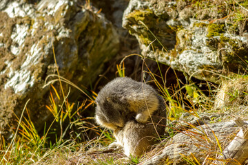 marmotte des Alpes faisant sa toilette