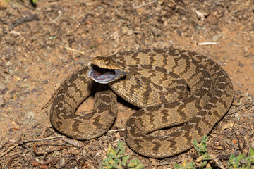 A defensive rhombic egg eater (Dasypeltis scabra), also known as a common egg eater, or egg-eating snake, in the wild
