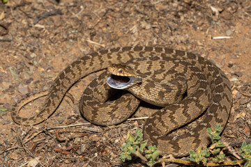 A defensive rhombic egg eater (Dasypeltis scabra), also known as a common egg eater, or egg-eating snake, in the wild