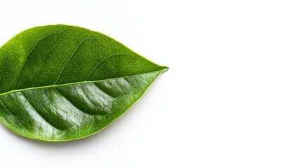 Obraz premium A green leaf on a white background