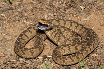 A defensive rhombic egg eater (Dasypeltis scabra), also known as a common egg eater, or egg-eating snake, in the wild