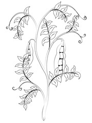 Fresh green pea stem with ripe pods black and white contour illustration