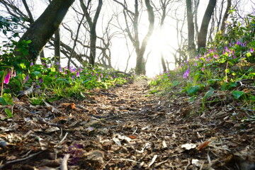 諸上寺公園のカタクリ（新潟県）